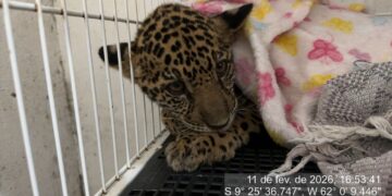 Filhote de onça-pintada é resgatado em Machadinho do Oeste e encaminhado ao CETAS