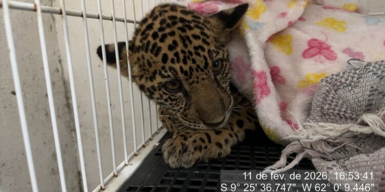 Filhote de onça-pintada é resgatado em Machadinho do Oeste e encaminhado ao CETAS