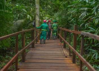 Trilha dentro da floresta é a nova atração do Parque Natural