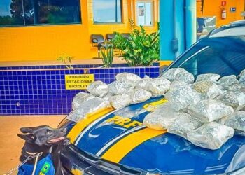 PRF apreende skunk em ônibus na BR-364 em Cuiabá (MT)