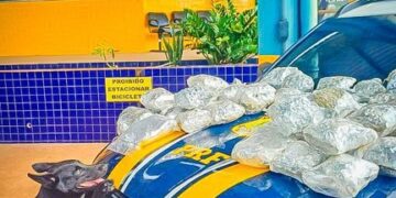 PRF apreende skunk em ônibus na BR-364 em Cuiabá (MT)