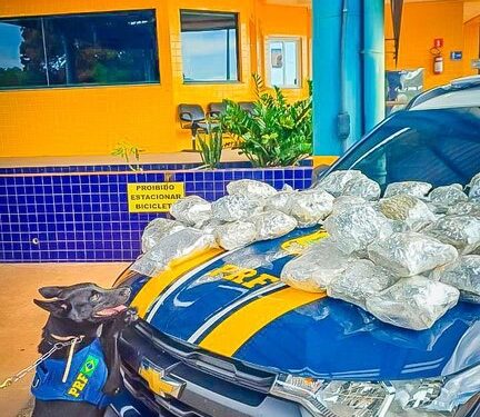 PRF apreende skunk em ônibus na BR-364 em Cuiabá (MT)