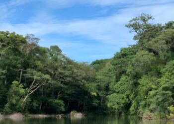 Link para requerimento de regularização ambiental é disponibilizada pelo governo de RO