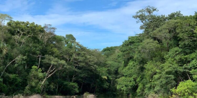 Link para requerimento de regularização ambiental é disponibilizada pelo governo de RO