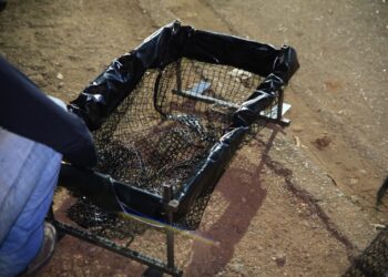 Instalação de ecobueiros avança para outras avenidas de PVH