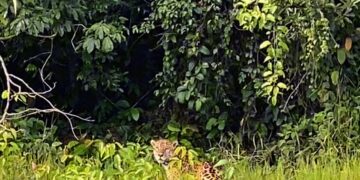 De encontro com a onça