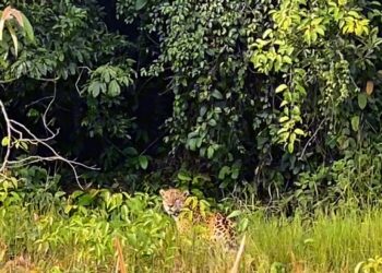 De encontro com a onça