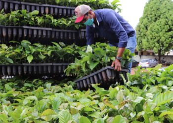 Expansão da área plantada de café é fortalecida pelo governo de RO com entrega de 115 mil mudas aos produtores do estado
