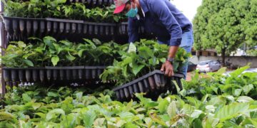 Expansão da área plantada de café é fortalecida pelo governo de RO com entrega de 115 mil mudas aos produtores do estado