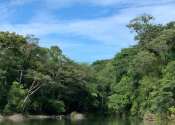 Link para requerimento de regularização ambiental é disponibilizada pelo governo de RO