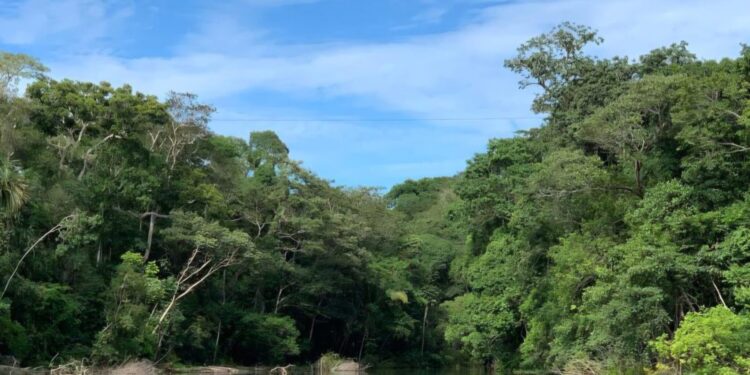 Link para requerimento de regularização ambiental é disponibilizada pelo governo de RO