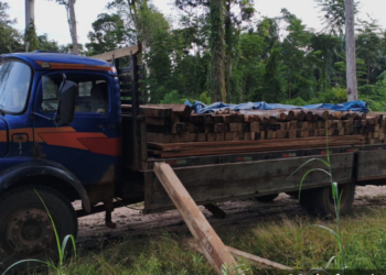 Batalhão de Polícia Ambiental flagra transporte ilegal de madeira durante operação no Parque Estadual Guajará-Mirim
