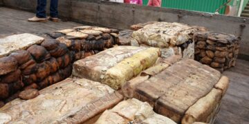 Extrativismo sustentável é impulsionado pelo governo de RO com comercialização de borracha em Unidades de Conservação