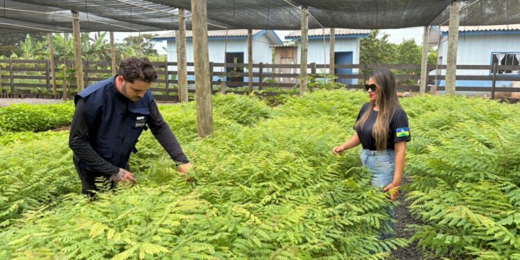 Governo de RO realiza vistorias técnicas em viveiros municipais do projeto “Colhendo Sementes, Construindo Viveiros, Plantando Florestas”