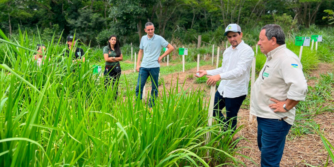Programa estadual fortalece pecuária leiteira e aumenta produtividade na agricultura familiar em Rondônia