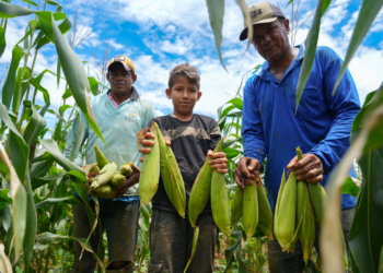 Cultivo do milho fortalece agricultura no Distrito de União Bandeirantes