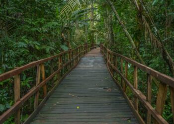 Piquenique no Parque Natural terá ônibus gratuito para mulheres
