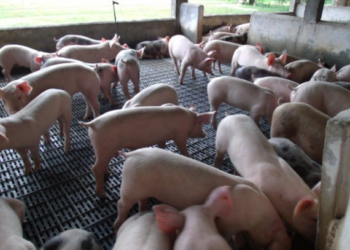 Rondônia viabiliza produção de suínos com foco em mercado e exportação