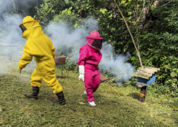 Dia Nacional do Mel reforça apicultura de Porto Velho
