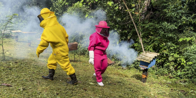 Dia Nacional do Mel reforça apicultura de Porto Velho