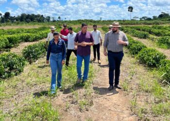 Jean Oliveira destina mais de 200 mil mudas de café para produtores de Candeias do Jamari
