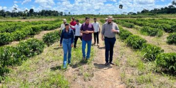 Jean Oliveira destina mais de 200 mil mudas de café para produtores de Candeias do Jamari