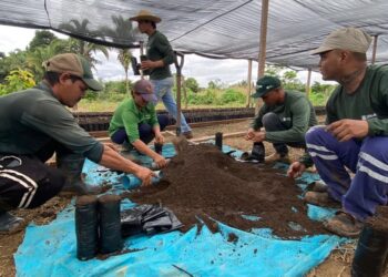 SEMAGRIC: Porto Velho amplia produção de cacau com mudas e tecnologia