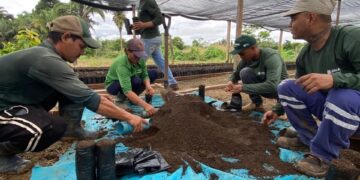 SEMAGRIC: Porto Velho amplia produção de cacau com mudas e tecnologia