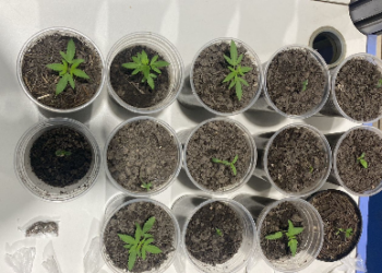 POLÍCIA MILITAR DESCOBRE CULTIVO DE DROGAS EM APARTAMENTO NO ORGULHO DO MADEIRA