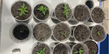 POLÍCIA MILITAR DESCOBRE CULTIVO DE DROGAS EM APARTAMENTO NO ORGULHO DO MADEIRA