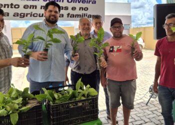 Jean Oliveira destina 549 mil mudas de café clonal e fortalece agricultura familiar na Zona da Mata