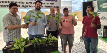 Jean Oliveira destina 549 mil mudas de café clonal e fortalece agricultura familiar na Zona da Mata