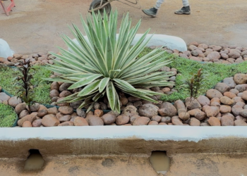 Jardins de chuva reforçam drenagem urbana