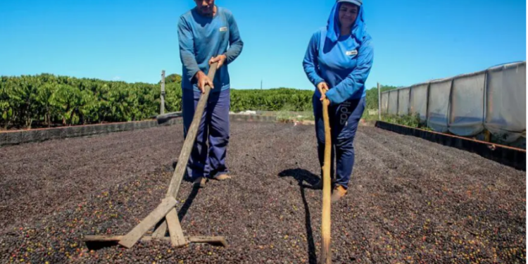 Rondônia destaca-se na Amazônia ao conquistar parceria com a ONU e recurso internacional para bioeconomia