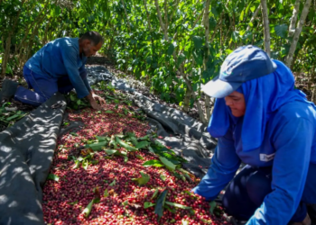 Produção de Robusta Amazônico de Rondônia recebe reconhecimento nacional e internacional
