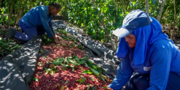 Produção de Robusta Amazônico de Rondônia recebe reconhecimento nacional e internacional