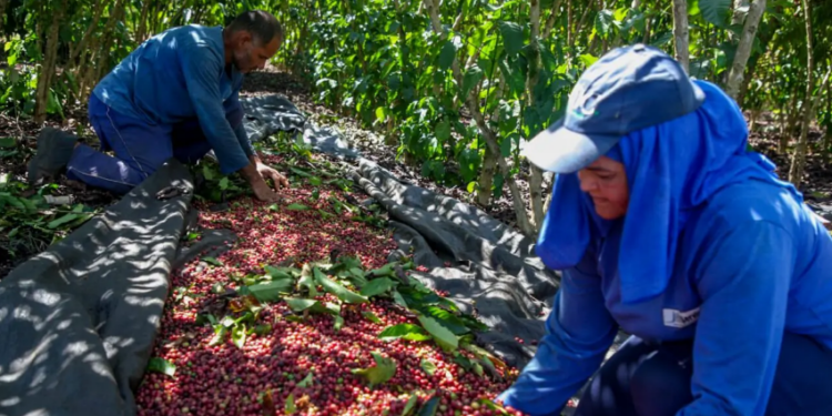 Produção de Robusta Amazônico de Rondônia recebe reconhecimento nacional e internacional