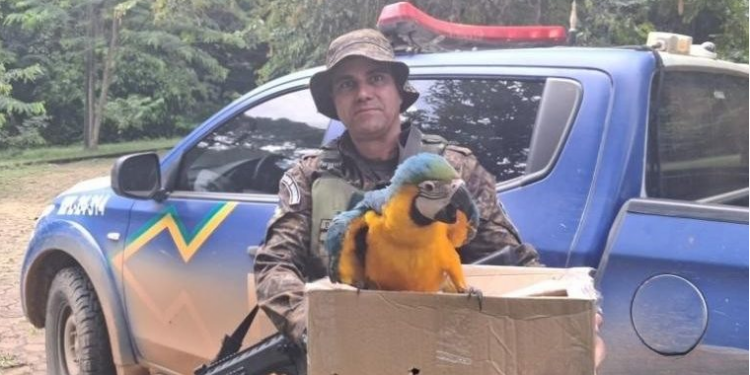 Batalhão de Polícia Ambiental resgata arara-canindé ferida e realiza encaminhamento ao CETAS em Rondônia BPA DA HORA 24 de abril de 2026