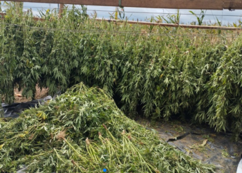 PF apreende cerca de 2 toneladas de maconha em ação no Nordeste