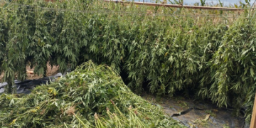 PF apreende cerca de 2 toneladas de maconha em ação no Nordeste