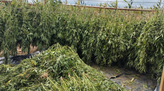 PF apreende cerca de 2 toneladas de maconha em ação no Nordeste