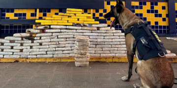 PRF apreende mais de 130 kg de drogas e detecta documento falso nas BRs 364 e 070, em Mato Grosso