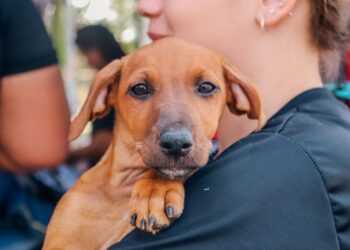 Prefeitura de Porto Velho realiza feira de adoção de cães e gatos neste sábado