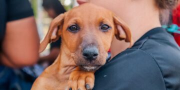 Prefeitura de Porto Velho realiza feira de adoção de cães e gatos neste sábado