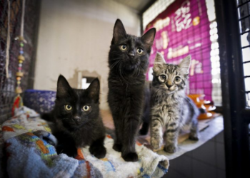 Comissão de Meio Ambiente lança relatório sobre impacto da causa animal; participe