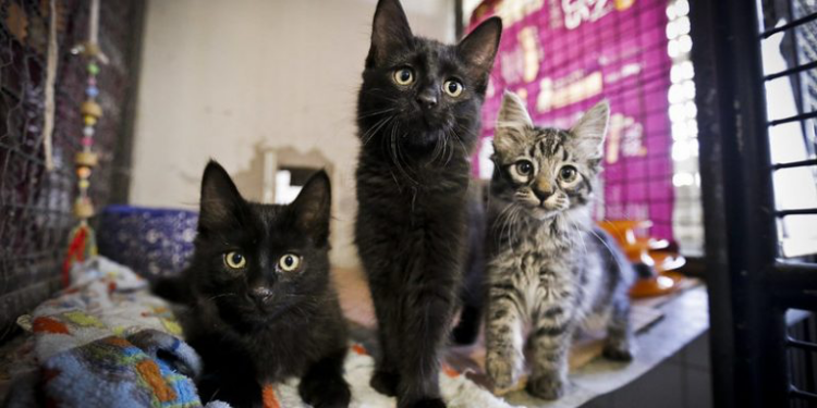 Comissão de Meio Ambiente lança relatório sobre impacto da causa animal; participe