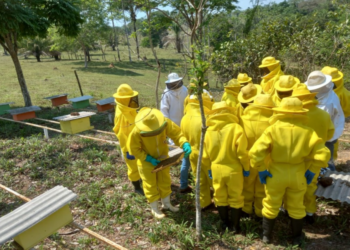 Parceria fortalece proteção ambiental e cadeia da apicultura