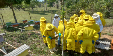 Parceria fortalece proteção ambiental e cadeia da apicultura