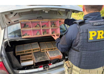 PRF resgata mais de 150 aves silvestres transportadas irregularmente na Régis Bittencourt