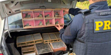 PRF resgata mais de 150 aves silvestres transportadas irregularmente na Régis Bittencourt